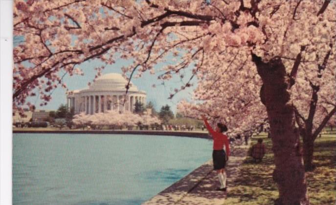 Washington D C The Jefferson Memorial At Cherry Blossom Time 1964