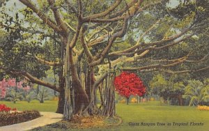 Giant Banyan Tree in Tropical FL, USA Misc, Florida