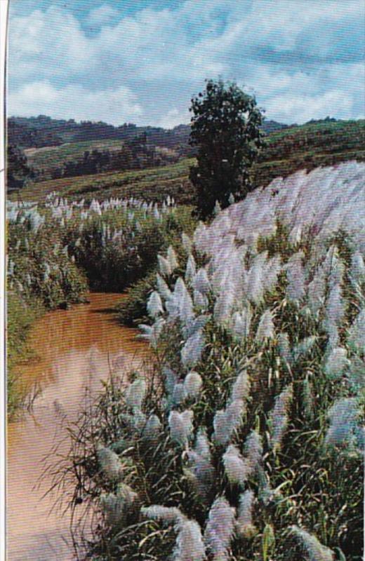 Barbados Sugarcane Flowers