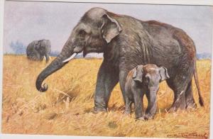 LP08  Elephant, vintage ,  postcard