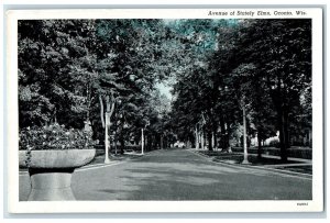 Avenue Of Stately Elms Trees Scene Oconto Wisconsin WI Vintage Postcard
