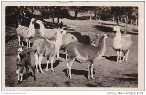 New York Catskill Llama At Catskill Game Farm Photo