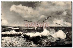 Modern Postcard Granville Flight Seagulls On Sea