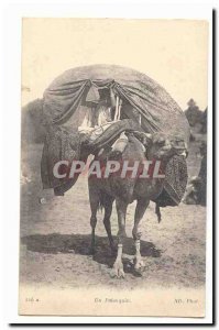 Algeria Morocco Old Postcard a palanquin (camel dromedary camel)