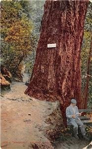 Roosevelt Big Tree, Shasta Springs, CA SPRR c1910s Mitchell Vintage Postcard