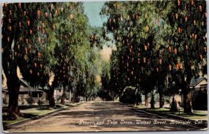 Pepper and Palm Trees, Wlnut Street, Riverside California Vintage Postcard G06