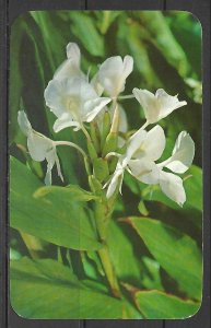 Hawaii - White Ginger - [HI-061]