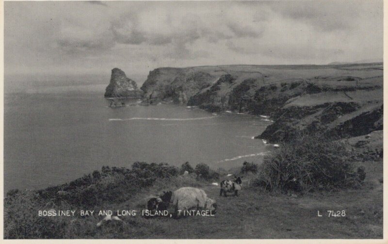 Cornwall Postcard - Bossiney Bay and Long Island, Tintagel   RS24768