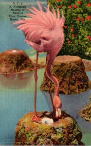 Florida Miami Hialeah Park A Flamingo Nesting Curteich