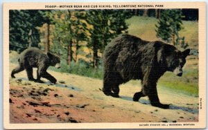 Postcard - Mother Bear And Cub Hiking, Yellowstone National Park - Wyoming