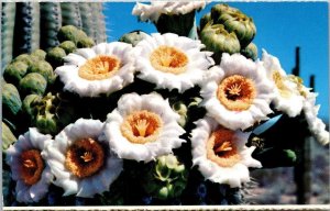 Saguaro Cactus Flowers Arizona State Flower 1980