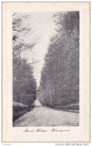 Beech Hedges, Blairgowrie, Scotland, UK, 1910-1920s