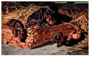 Dog, Mother with puppies