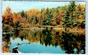 Algonquin Park - Ontario - CANADA Postcard