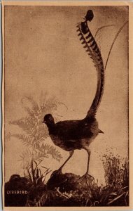 Lyrebird Bird Australian Australia Unused Litho Postcard H15