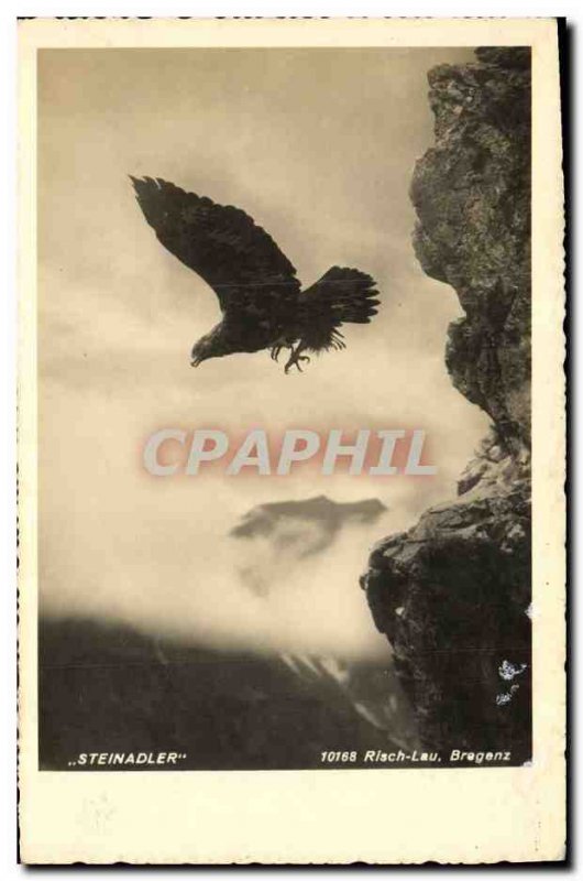 Old Postcard Steinadler Eagle Raptor