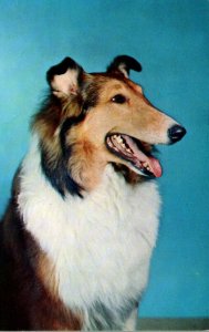 Dogs Collie 1961