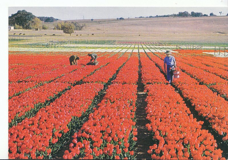 South Africa Postcard - Tulip Farm - Belfast - Eastern Transvaal - Ref AB2214