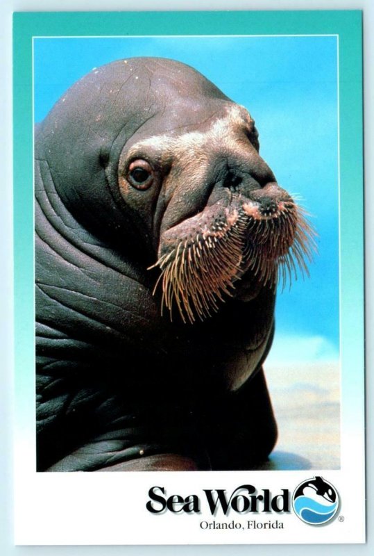 3 Postcards ORLANDO, Florida FL ~ SEA WORLD Dolphin, Manatee, Walrus ~ 4x6 