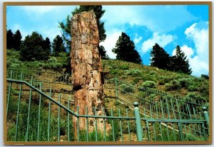 Postcard - Petrified tree in Yellowstone National Park - Wyoming