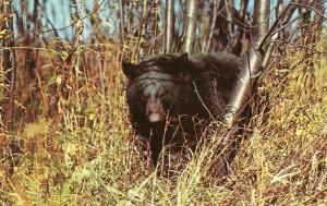 Black Bear