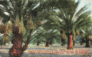 Postcard Date Trees Imperial Valley California