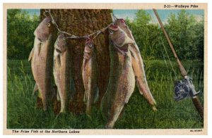 The Walleye Or Pike Perch Prize Fish Of The Northern Lakes Fishing Postcard