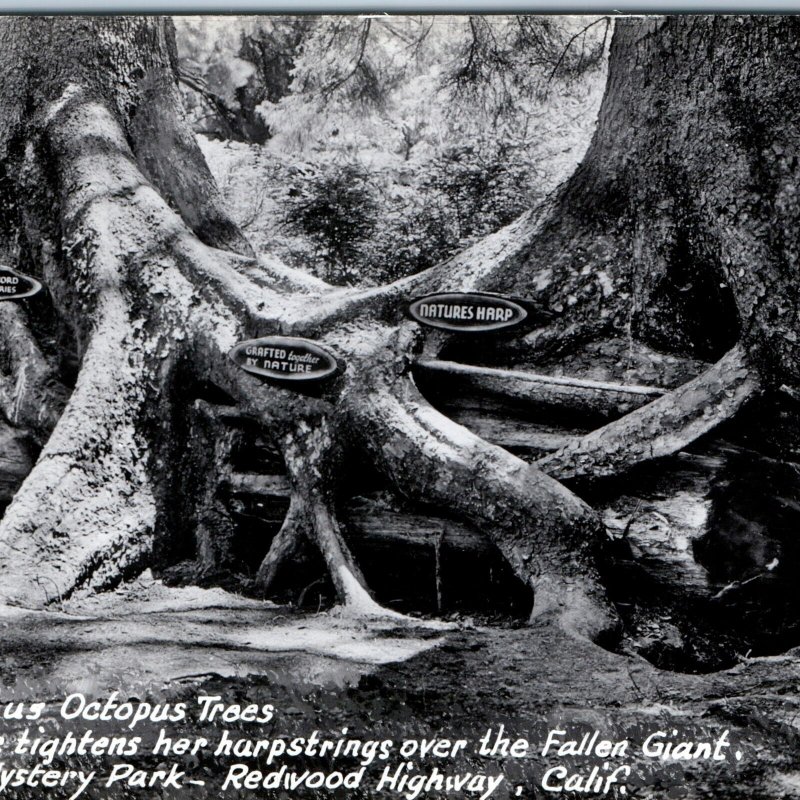 c1940s Redwood Highway, CA RPPC Trippy Hugging Octopus Trees Natures Harp A164