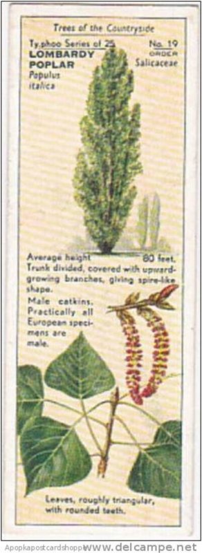 Typhoo Tea Vintage Trade Card Trees Of The Countryside 1936 No 19 Lombardy Po...