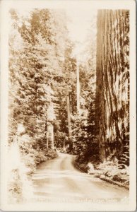 Road thru Washington Virgin Timber WA Unused Real Photo Postcard G2