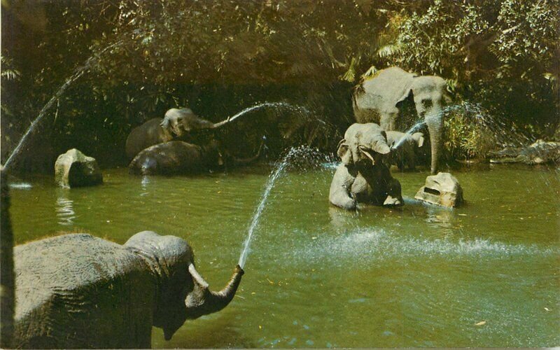 Anaheim California Elephant Pool Disneyland Amusement Postcard 21-3707