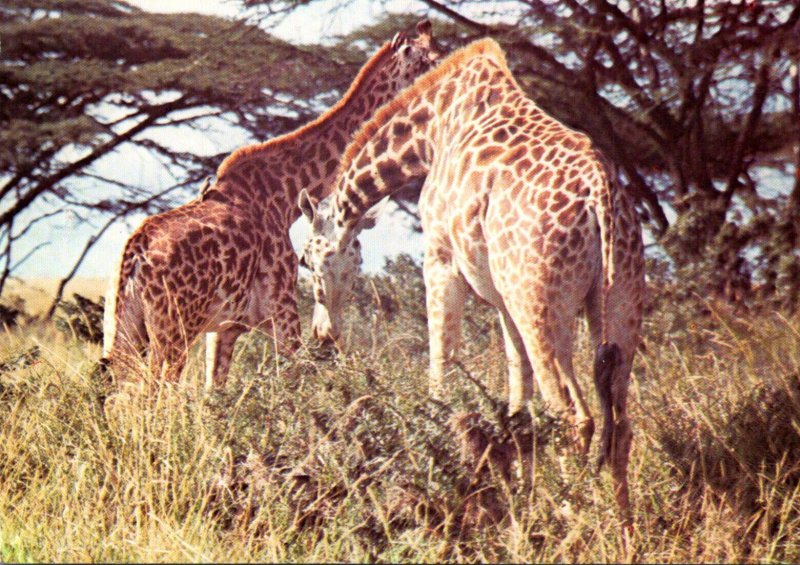 Kenya Wildlife Giraffes