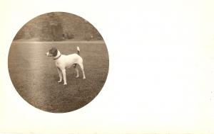 \A lonely dog\ Nice antique English postcard