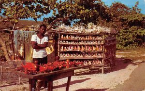 Conch Shells Jamaica Unused 