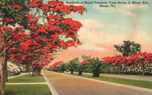 Vintage Postcard 1940's Hundreds of Royal Poinciana Trees Miami Avenue Florida 