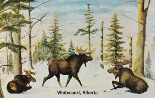 Canada Moose Country Whitecourt Alberta