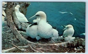 Gannet Nesting Bird Sanctuary Bonaventure Island PERCE PQ CANADA Postcard