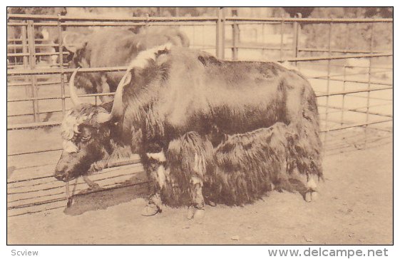 ANTWERPEN, Belgium, 1900-1910s; Thibetaansche Jak, Jardin Zoologique