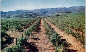 ST HELENA, CA California   VINEYARDS of LOUIS MARTINI WINERY  c1950s   Postcard