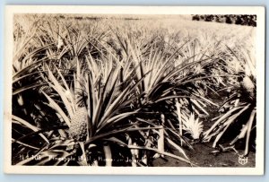 Hawaii HI Postcard RPPC Photo Pineapple Field Hawaiian Island 1941 Vintage