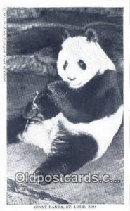 St. Louis Zoo, Missouri, USA Bear Postcard