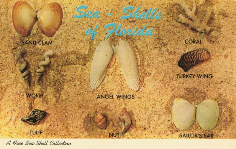 Postcard Sea Shells Of Florida Posted 1971