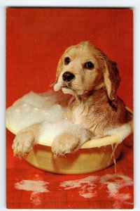 Golden Retriever Puppy Dog Takes A Bath Postcard Chrome Cute Animal Vintage