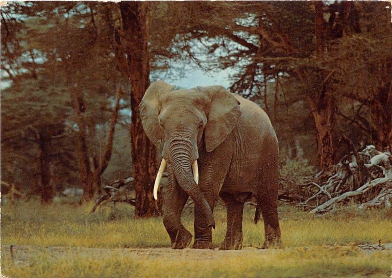 BG14219 elephant animal animaux elephant uganda