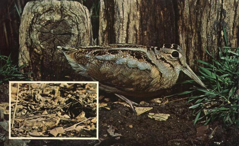 American Woodcock Bird - Camauflaged in Leaves