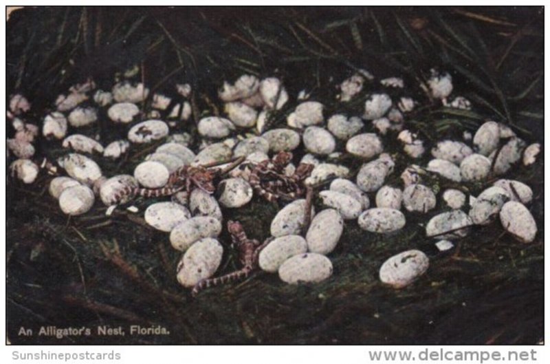 Nest With Baby Alligators In Florida