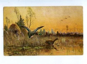 3169953 Autumn HUNT Duck by MULLER vintage Colorful PC