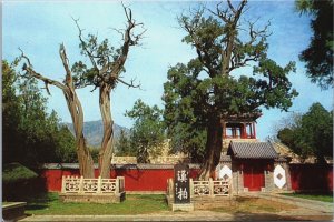 China Han Dynasty Cypresses Vintage Postcard BS.27