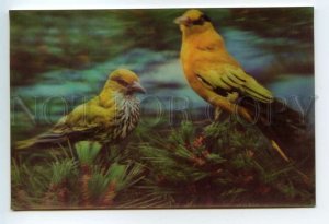 484290 Korea birds Black-naped oriole lenticular 3D postcard