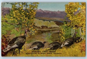 1940 Denver Colorado Postcard Museum Natural History Merriam's Turkey Exhibit